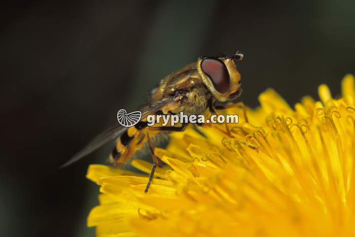 Syrphe sur Pissenlit - gryphea.com